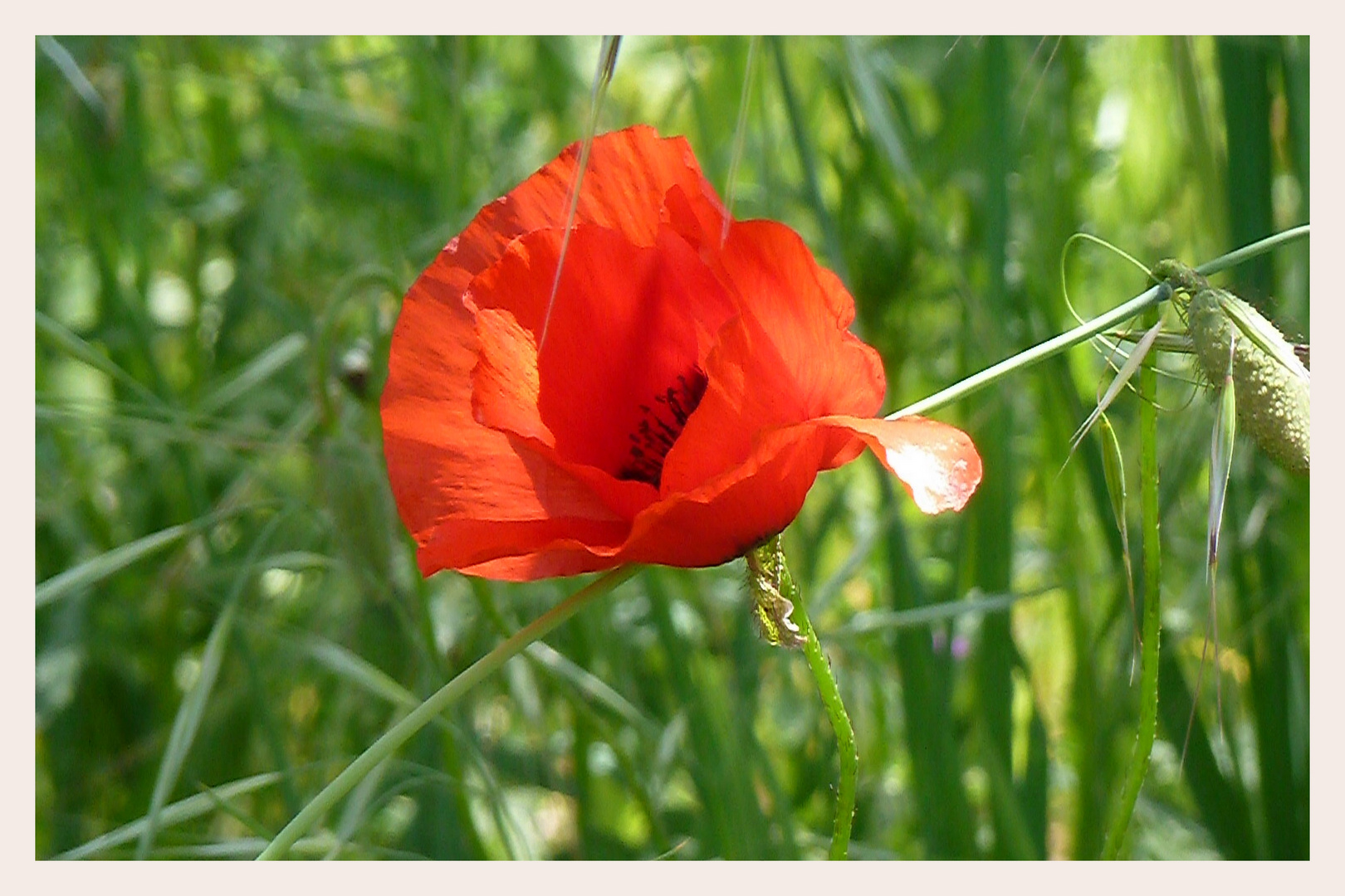 Wilder Mohn