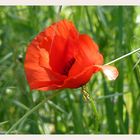 Wilder Mohn