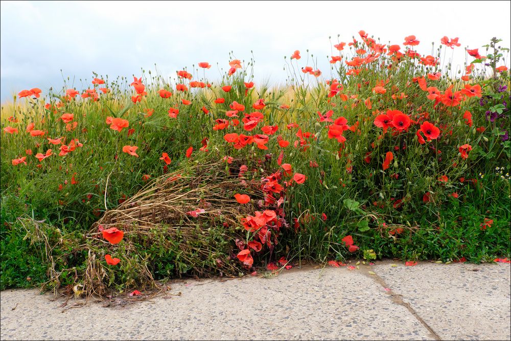 wilder Mohn