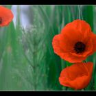 wilder Mohn I