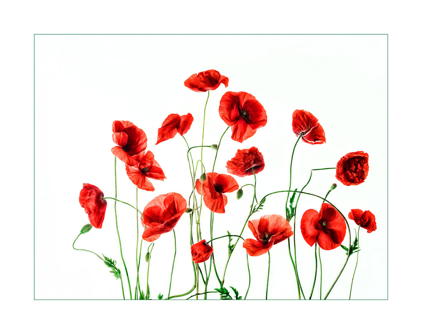 wilder Mohn II