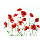 wilder Mohn II