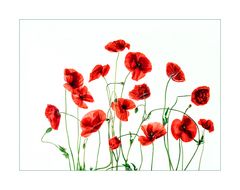 wilder Mohn II