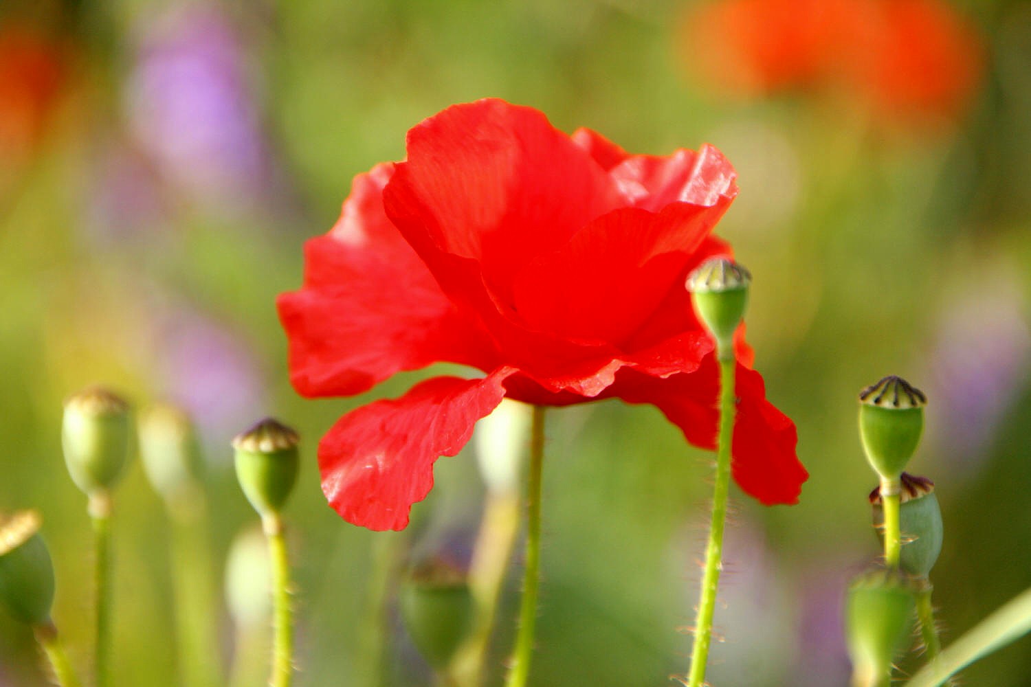 Wilder Mohn III Foto &amp; Bild | pflanzen, pilze &amp; flechten, blüten ...