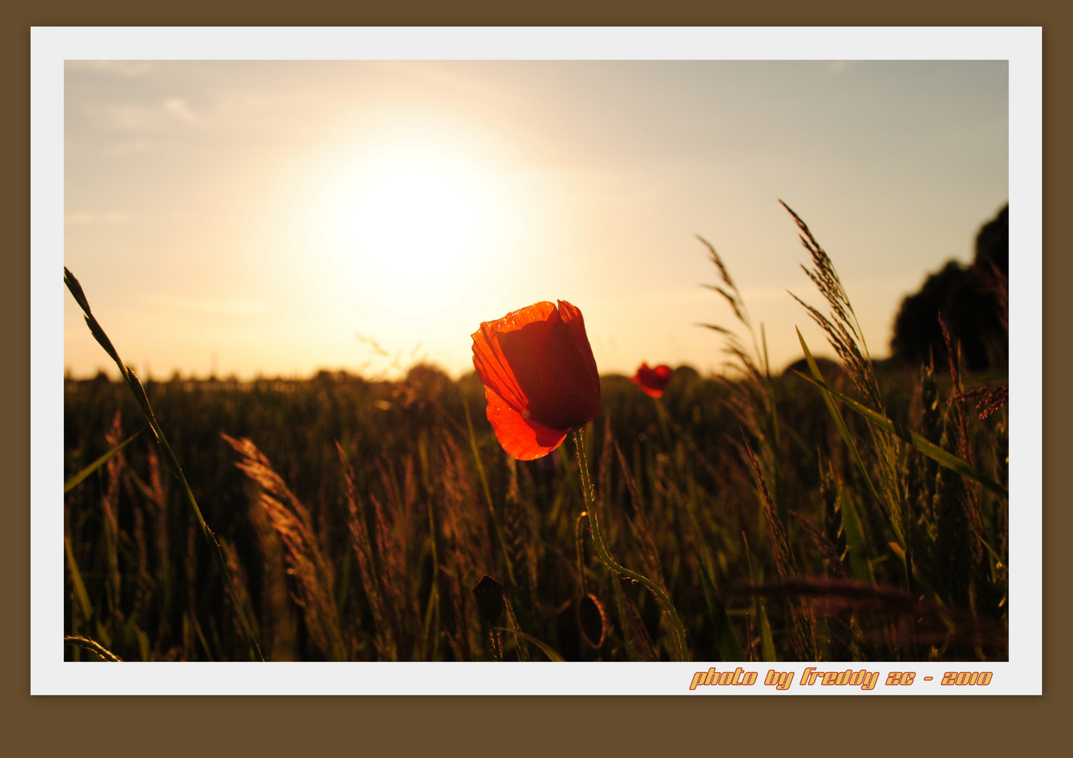 Wilder Mohn im Abendsonnenschein