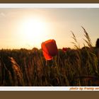 Wilder Mohn im Abendsonnenschein