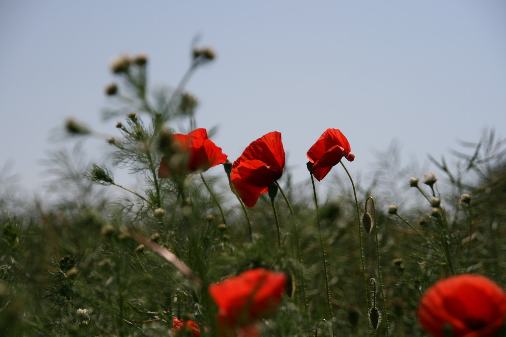 Wilder Mohn im Feld