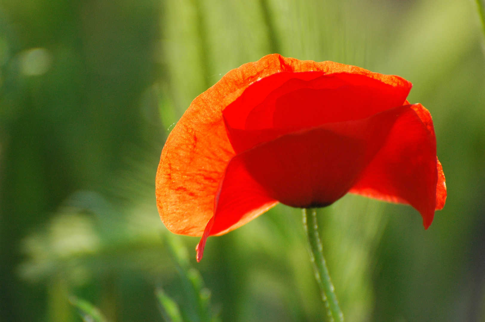 Wilder Mohn im Gegenlicht