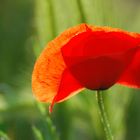 Wilder Mohn im Gegenlicht