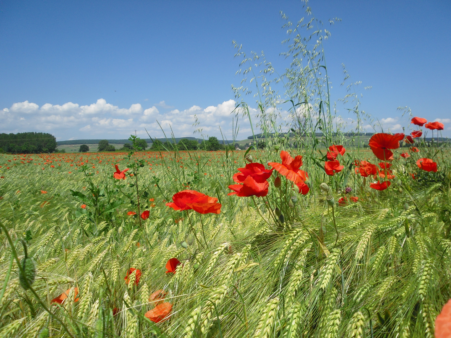 Wilder Mohn im Getreidefeld