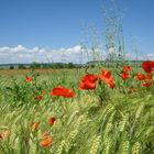 Wilder Mohn im Getreidefeld