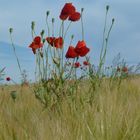 wilder Mohn im Korn