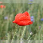 wilder Mohn im Kornfeld