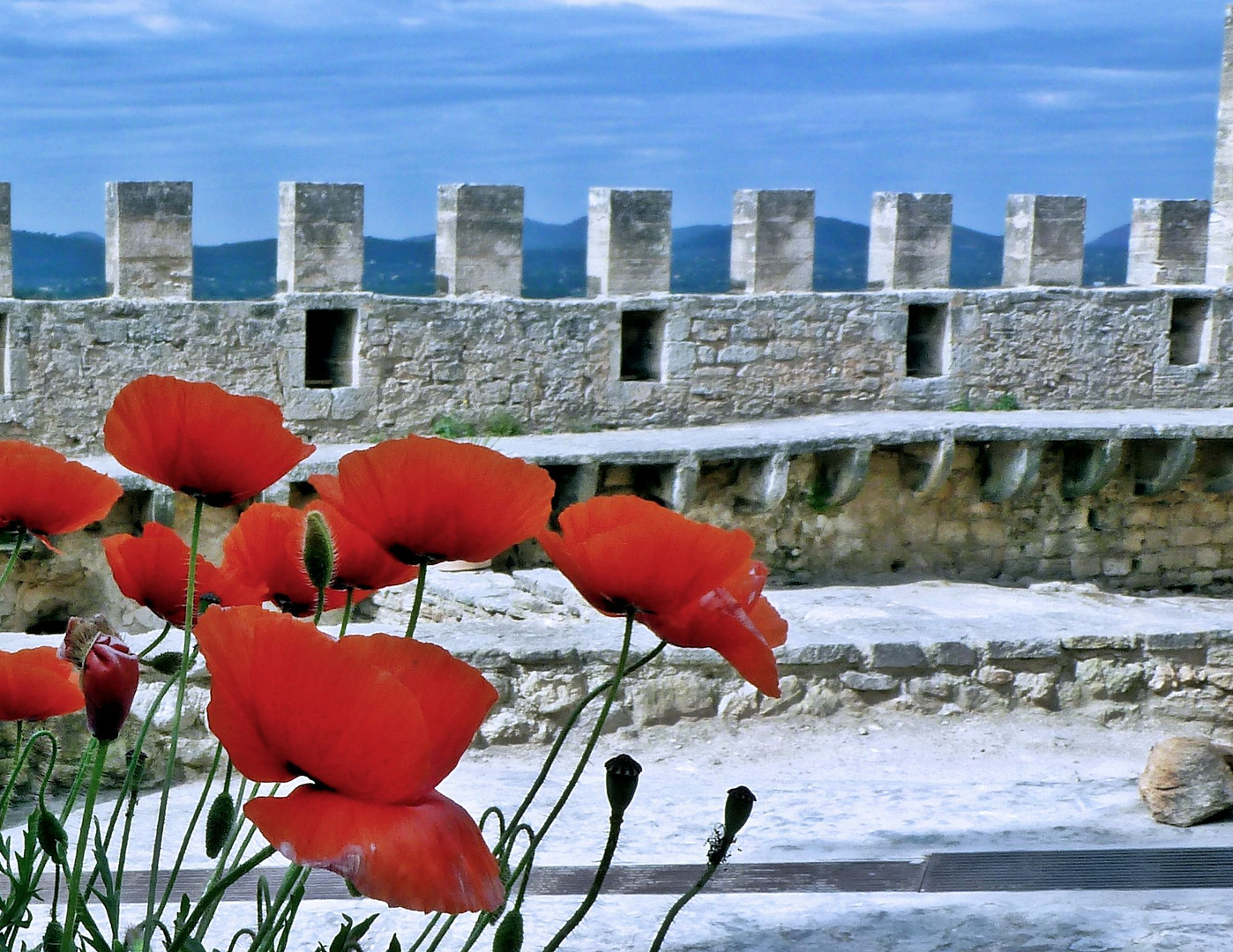 wilder Mohn in der Burg