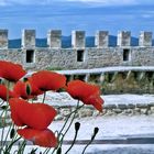 wilder Mohn in der Burg