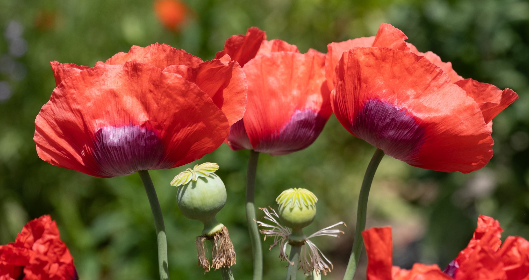 Wilder Mohn in unserem Garten