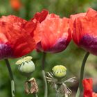 Wilder Mohn in unserem Garten