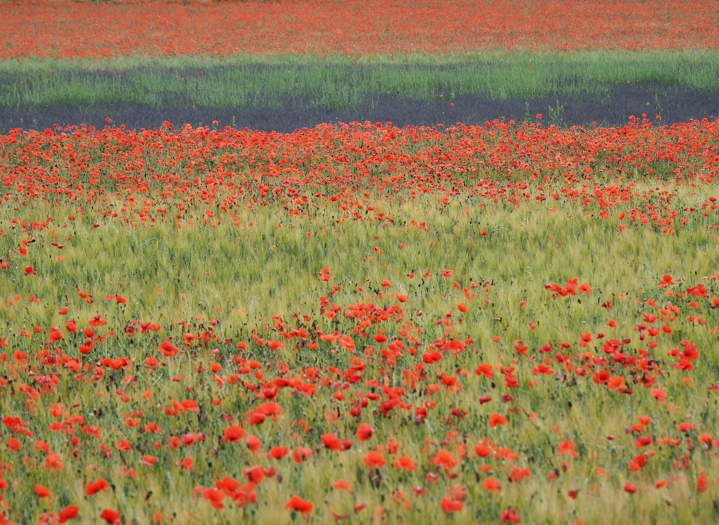 wilder Mohn - Lavendel - Provence - Roussillon