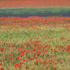 wilder Mohn - Lavendel - Provence - Roussillon