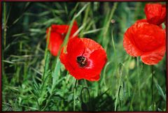 Wilder Mohn mit Besuch