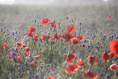 Wilder Mohn und Kornblumen