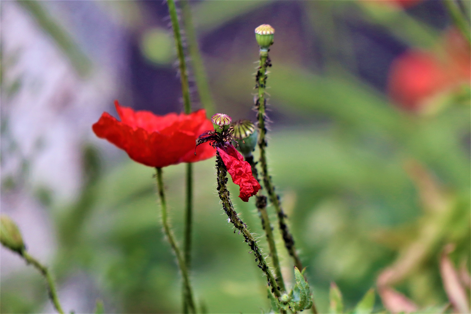 wilder Mohn und momentan noch ungemähte Wiesen 