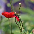 wilder Mohn und momentan noch ungemähte Wiesen 