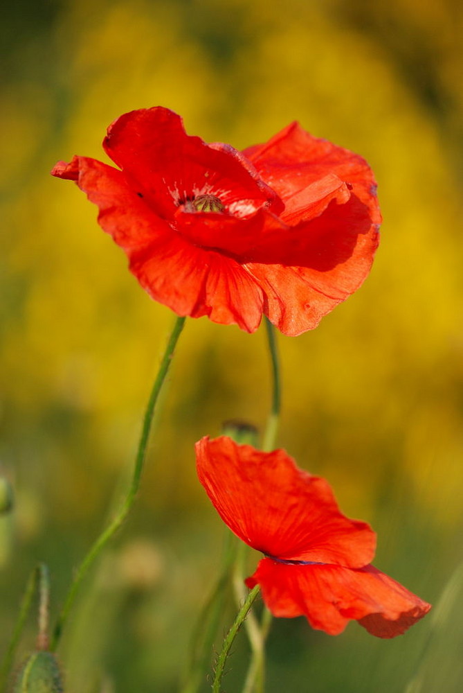 Wilder Mohn vor Ginster