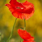 Wilder Mohn vor Ginster