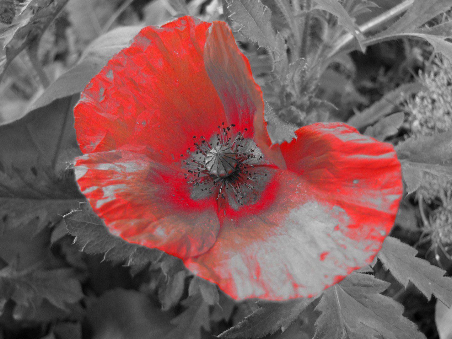 Wilder Mohn_2