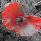 Wilder Mohn_2