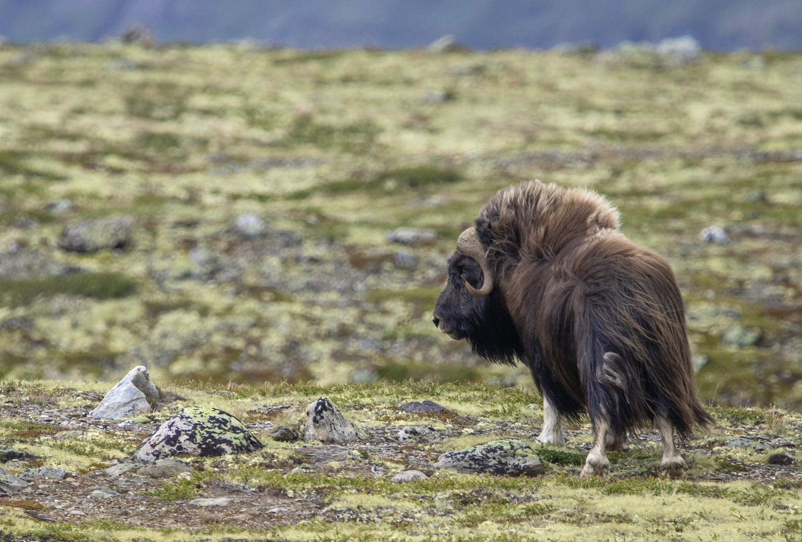 Wilder Moschusochse aus dem Dovrefjell Nationalpark 