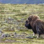 Wilder Moschusochse aus dem Dovrefjell Nationalpark 