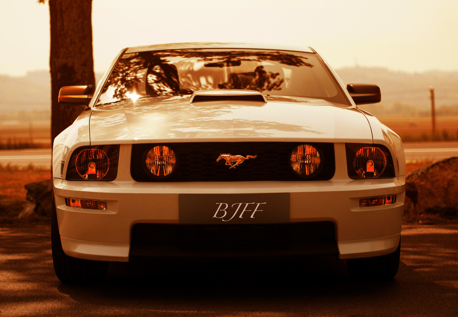 Wilder Mustang