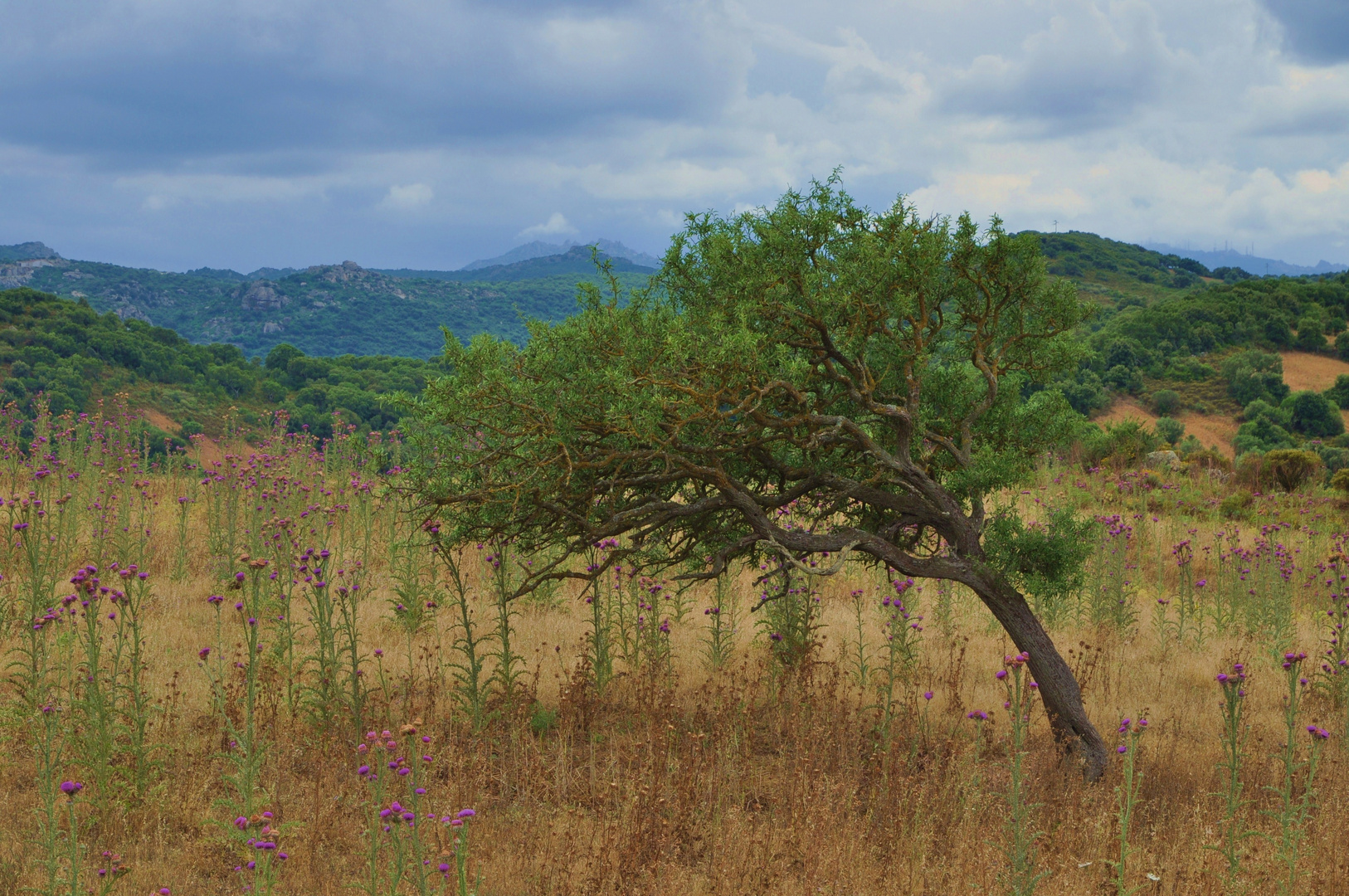 wilder olivenbau