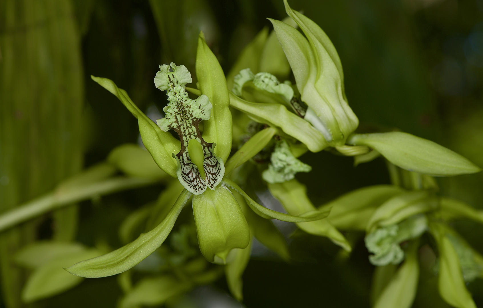 Wilder Orchidee, Borneo, Sabah