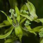 Wilder Orchidee, Borneo, Sabah