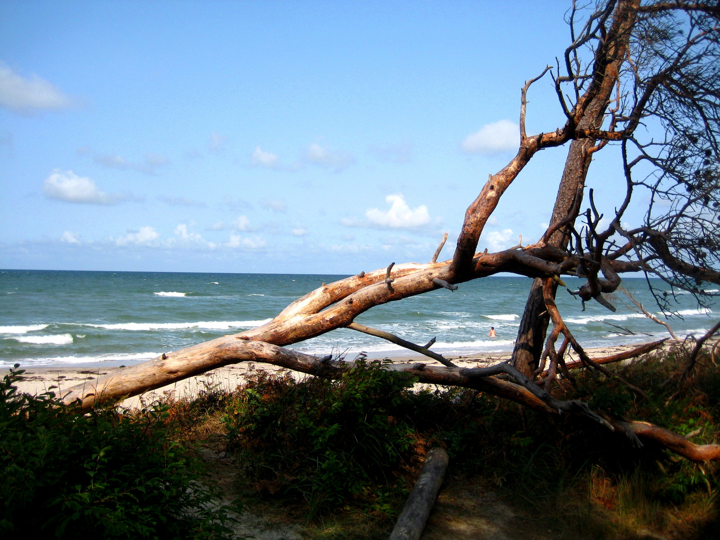 wilder Ostseestrand