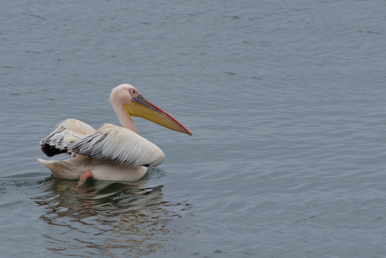 Wilder Pelikan in Walvis Baai