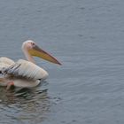 Wilder Pelikan in Walvis Baai