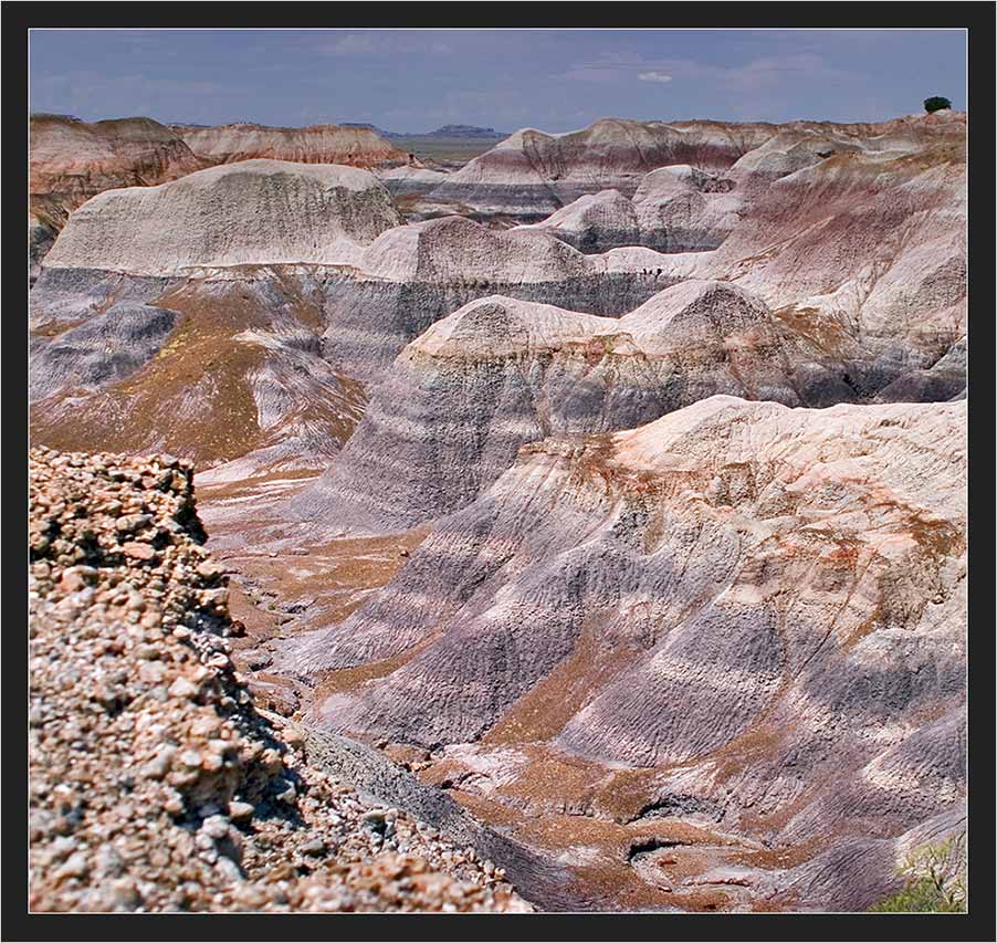 Wilder "Petrified Forest - Nationalpark"