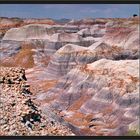 Wilder "Petrified Forest - Nationalpark"