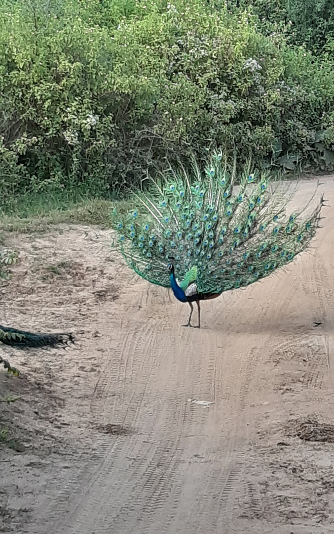 Wilder Pfau