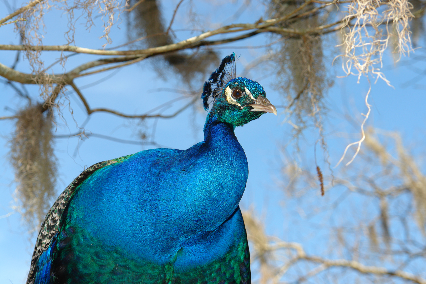 Wilder Pfau im Moor / South Carolina USA