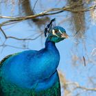 Wilder Pfau im Moor / South Carolina USA