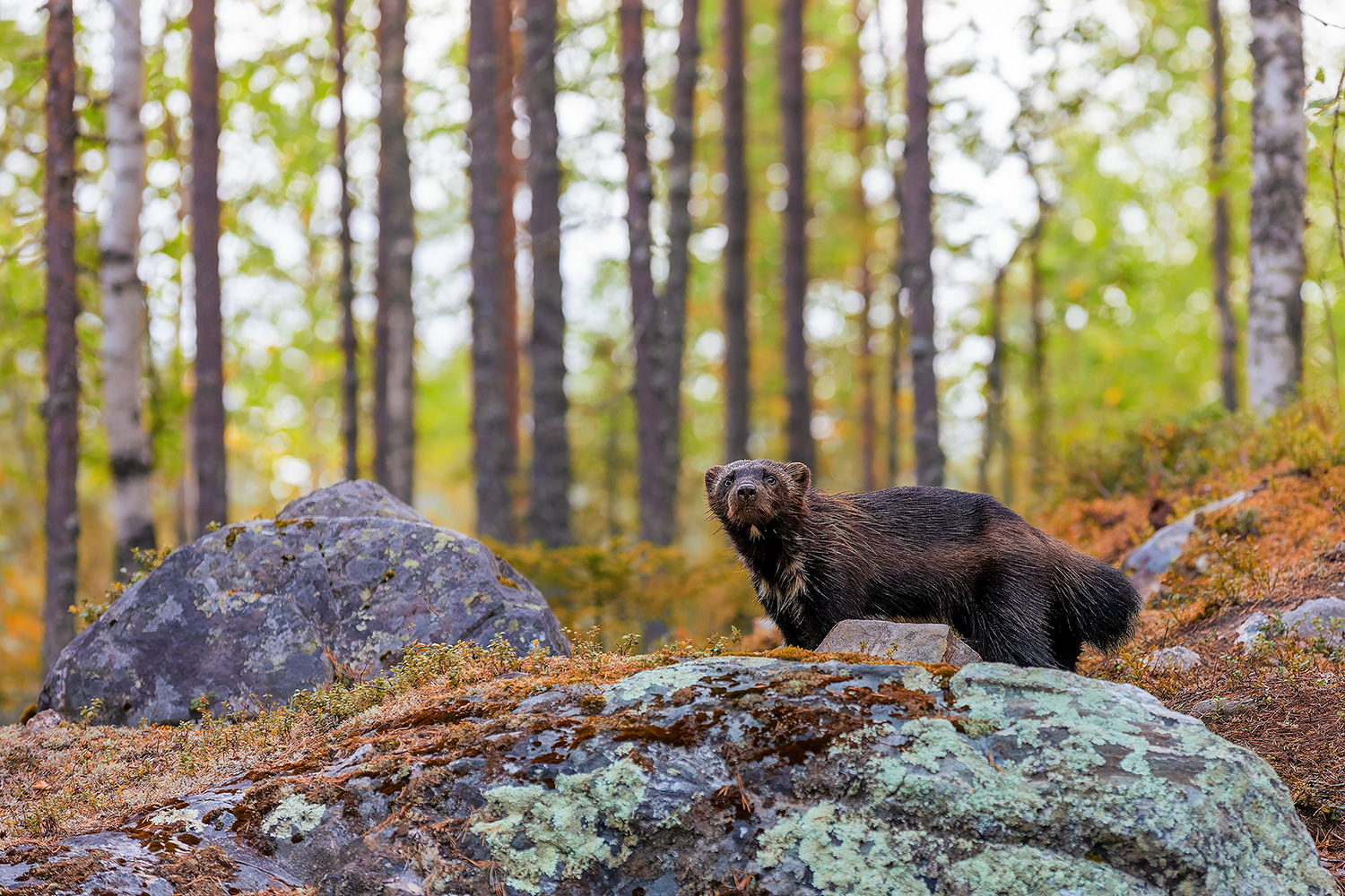 Wilder, quirliger Vielfraß