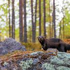 Wilder, quirliger Vielfraß