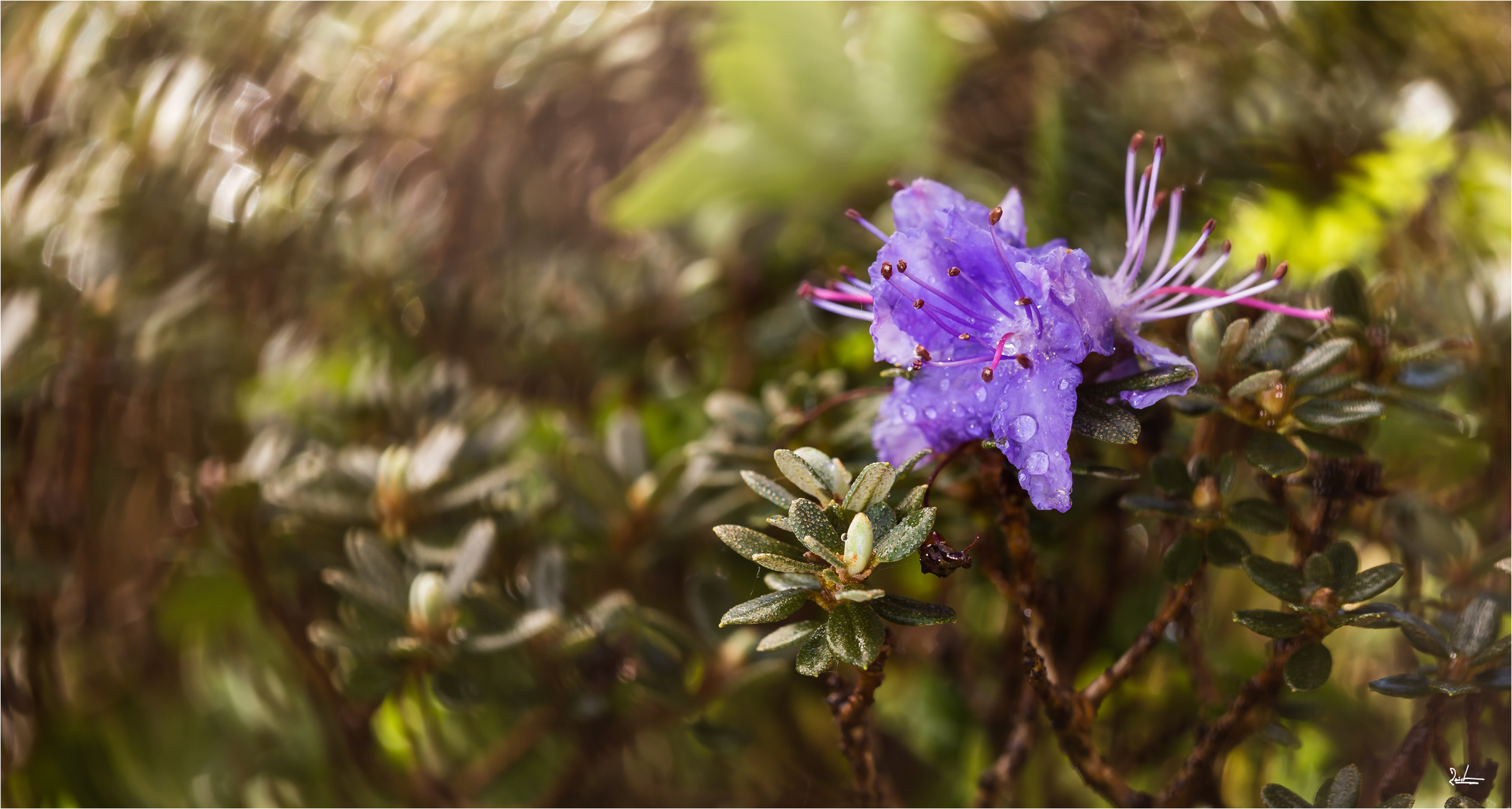 wilder Rhododendron