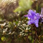 wilder Rhododendron