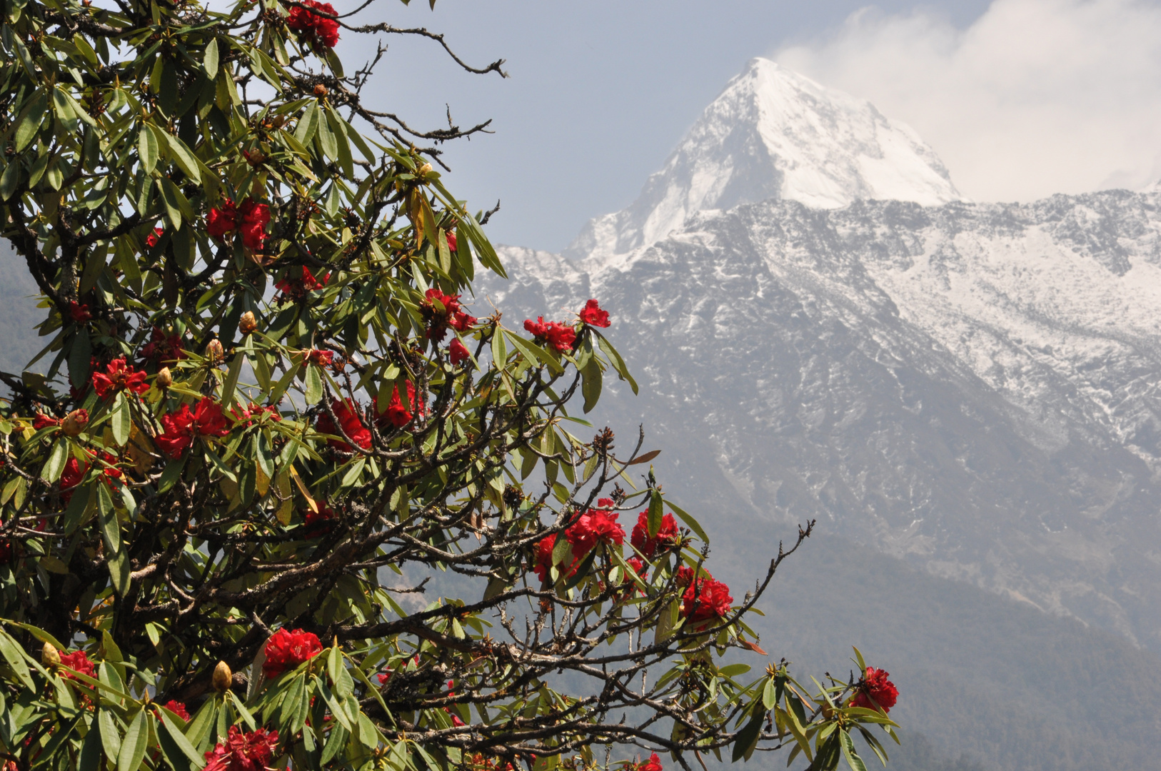 wilder Rhododendron im Himalaya